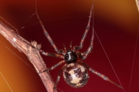 La Malmignatte des maisons. Une femelle (Araneae - Theridiidae - Steatoda triangulosa)